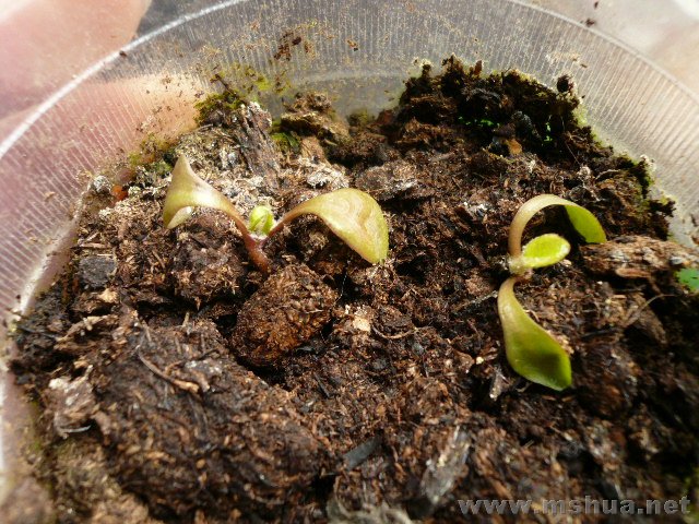 ����ϣ���ķ��޾գ���Ȼ��ǿ�Ļ������ˣ������ų���Ƭ��Ҷ�������������£�����Ҷ��