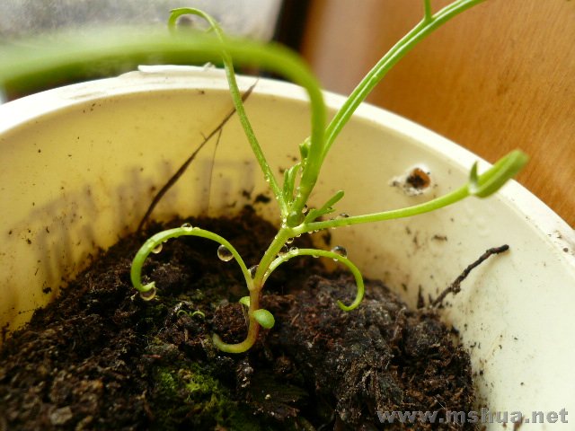 ժ���ĵĲ�˹�գ�������Ҳ������֧��