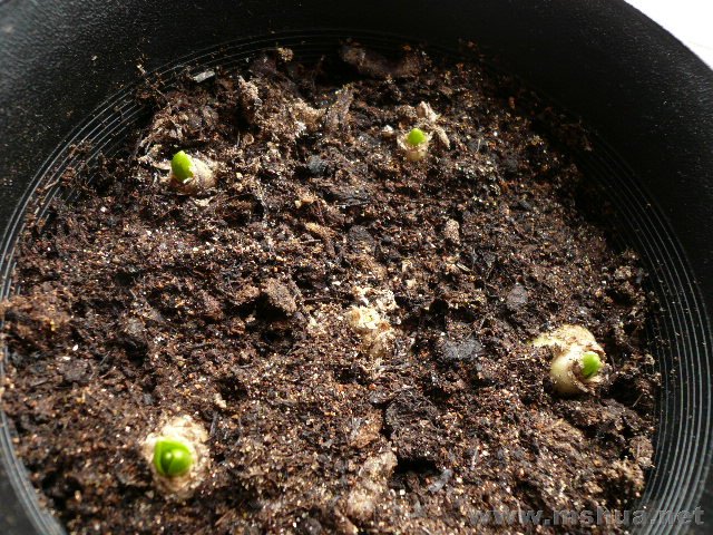 ���ѹԹԣ����������������������Ͽ췢ѿ