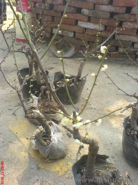 ������С ��ת DSC00635.JPG