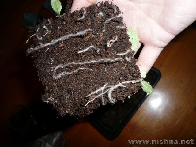 ���ľշּ�ǰ��������ϵ���������ߵ�