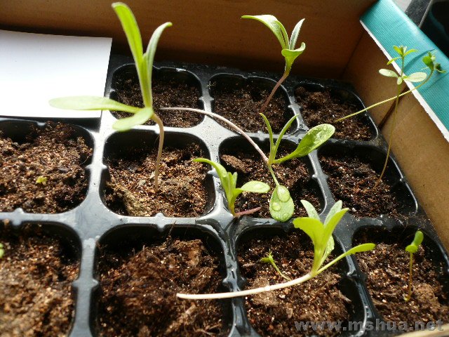 ͽ�����֮ʸ���գ������ų���