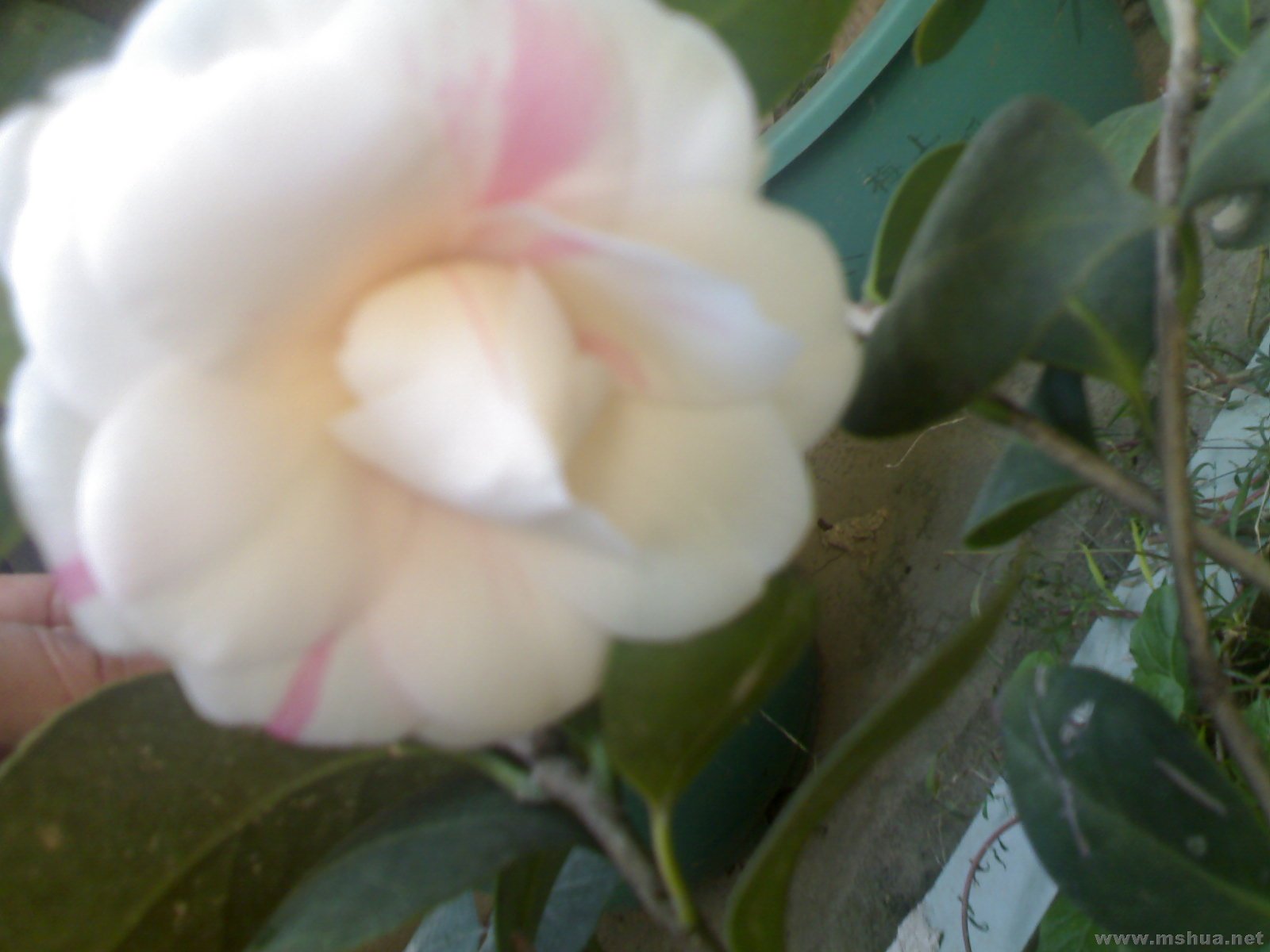 20080219(002).jpg