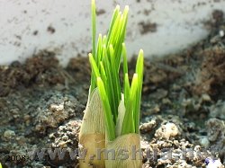 ������Ҳ������