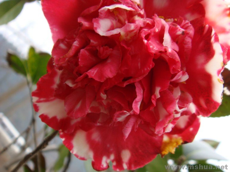 DSC00679.JPG