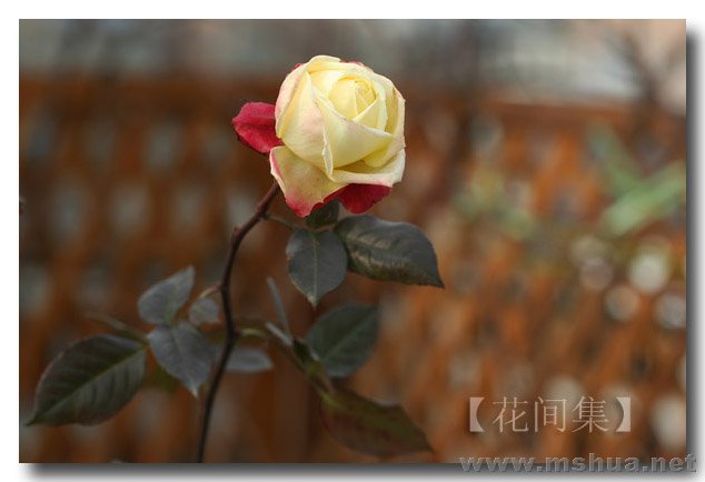 IMG_3566 ����.jpg