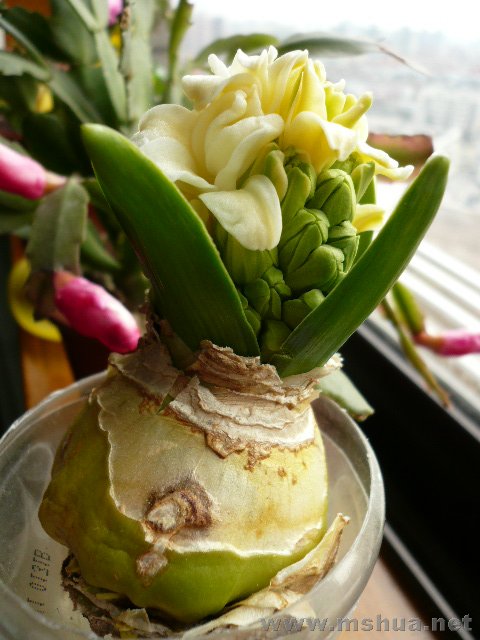 ����һ�ױ���һ�ף����Ǹ�������