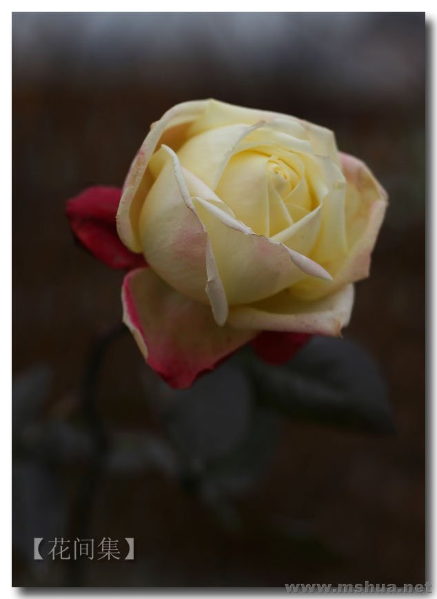 IMG_3711 ����.jpg