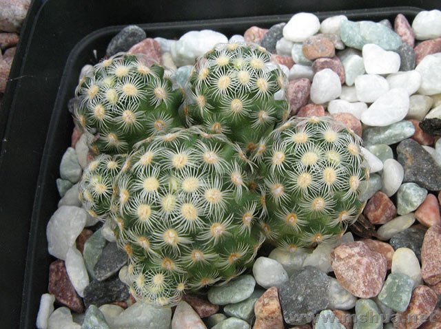 Mammillaria saboaeɳ����.jpg