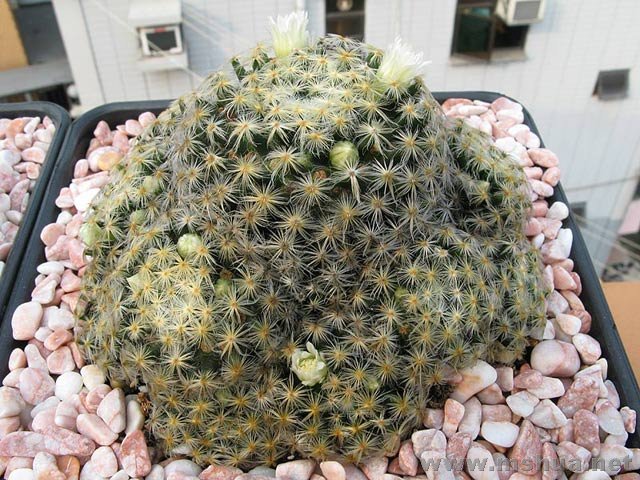 Mammillaria schiedeana����.jpg