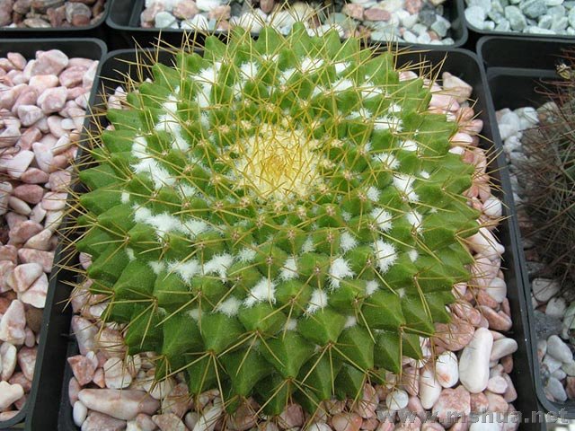 Mammillaria marksiana������.jpg
