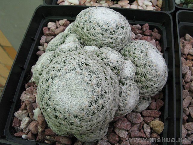 Mammillaria humboldtii������.jpg