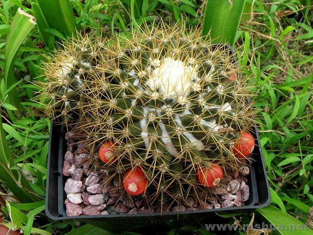 Mammillaria nivosa���y˾.jpg