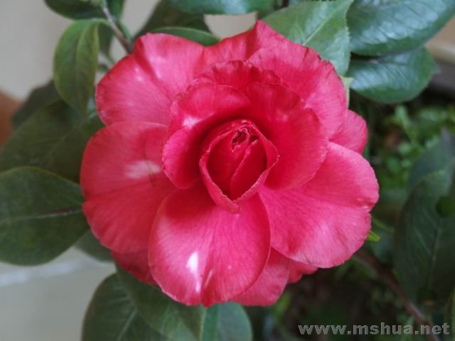 DSCF7718.jpg