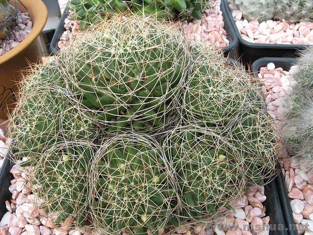 Mammillaria camptotricha�ٽz��.jpg