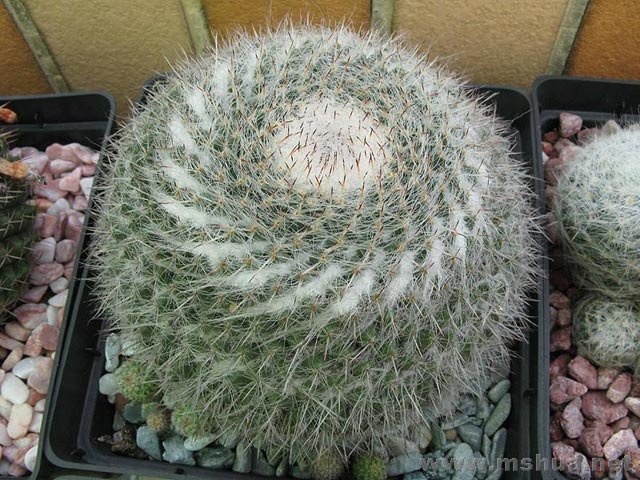Mammillaria hahniana����.jpg