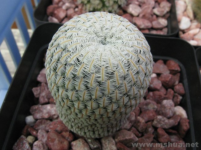 Mammillaria pectinifera��б��.jpg