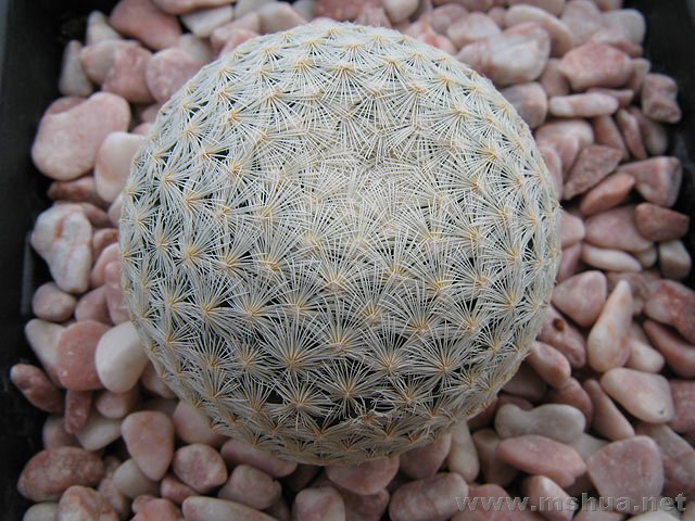 Mammillaria lasiacantha ssp egregia��������.jpg