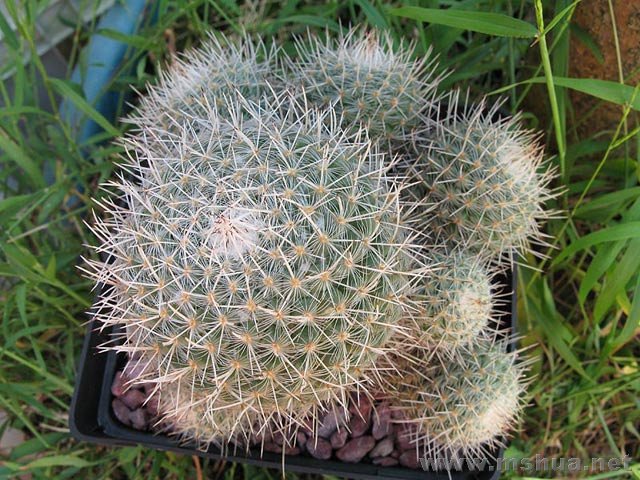 Mammillaria geminispina������.jpg
