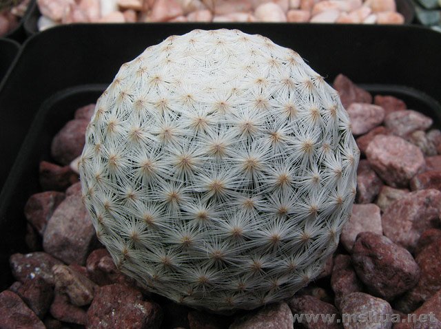 Mammillaria herrerae���B.jpg