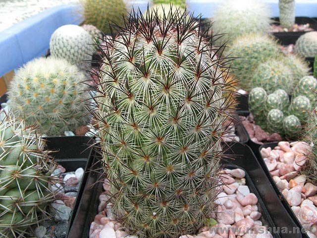 Mammillaria microhelia���F.jpg