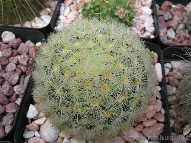Mammillaria carmenae������.jpg