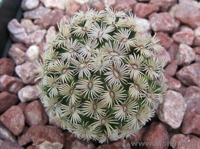 Mammillaria hernandezii������.jpg
