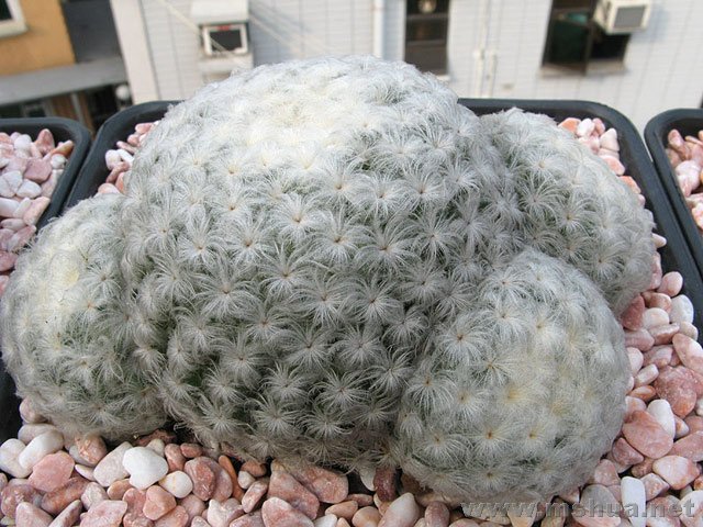 Mammillaria plumosa����.jpg