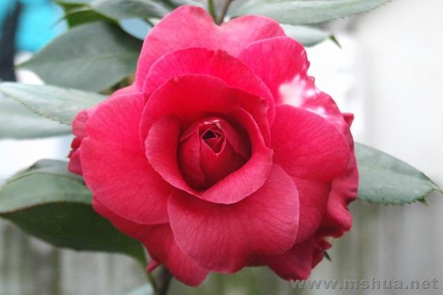 DSCF2325.jpg