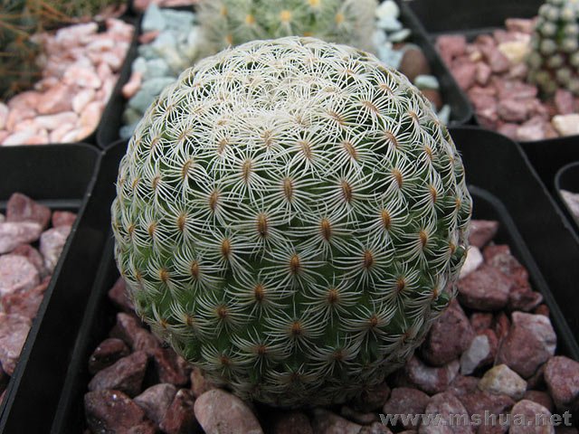 Mammillaria solisioides��С����.jpg