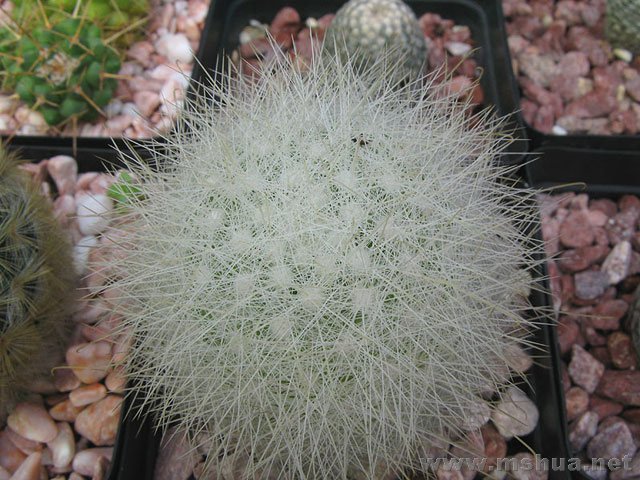 Mammillaria senilis�m��.jpg