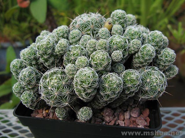 Mammillaria vetula�y�֚�.jpg