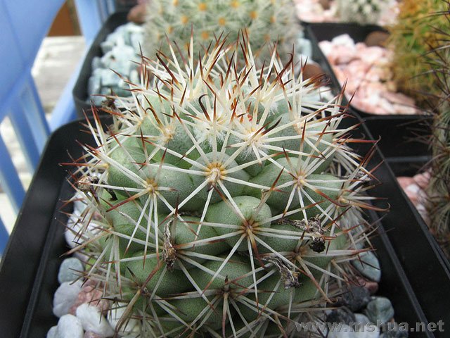 Mammillaria schumannii���R�m.jpg