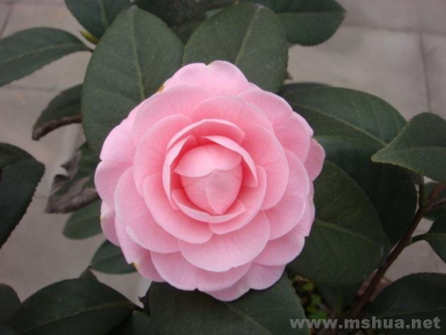 DSC00504 (��).JPG