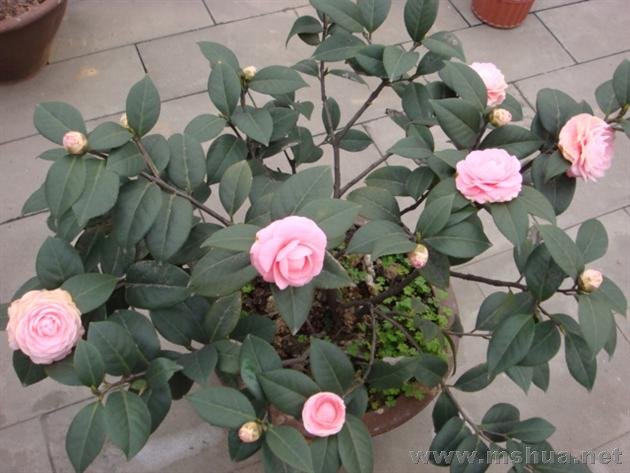 DSC00505 (��).JPG