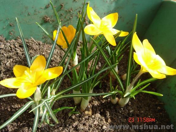 ������С DSC02397.JPG