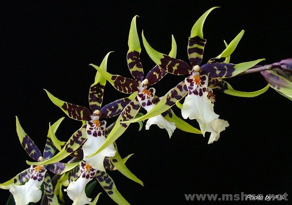 ��֪��ɶ��,Ӣ�����Ѽ�......