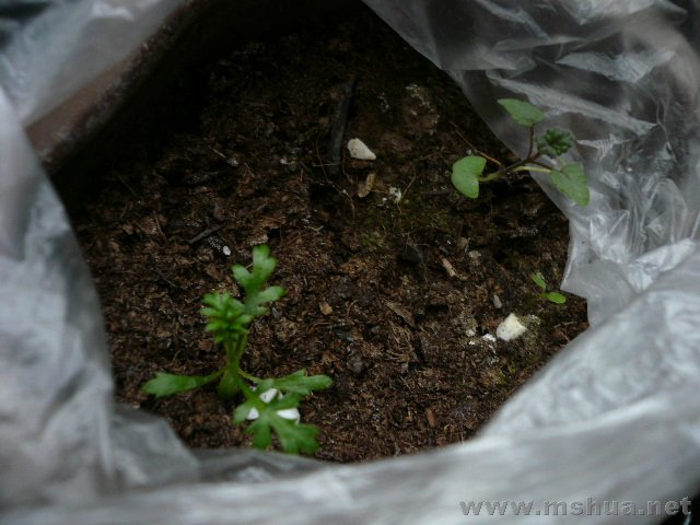 �ల���µ�������ݺ�è����