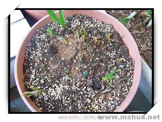 ���������ѣ���֪Ϊʲô���ǲ���ѿ