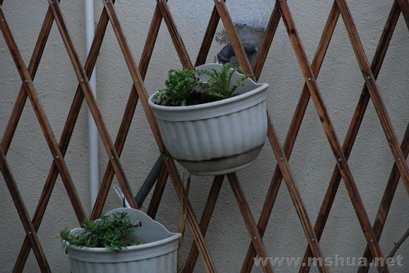 ϲ�ֲݺ�С��