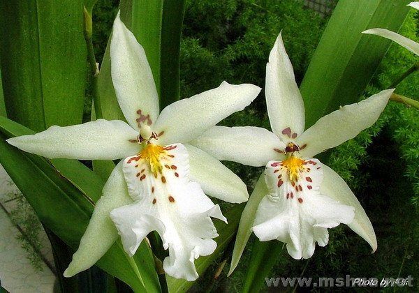 �׳�"����Ů"