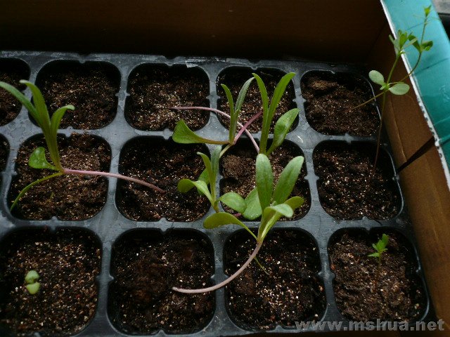 ��Ⱥ�ܵ�ʸ���գ�������һ������Ĵ��Ķ㿴���ֵĿ����֣�һȺ��������