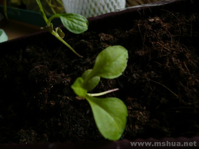 ������Ĵ����Ȼ�������ӣ��л����������