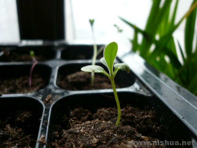 �������������������쿴�ﲥ������������Ҷ���𽥴��ˣ������ķǳ�����Ŷ������᲻�������η��