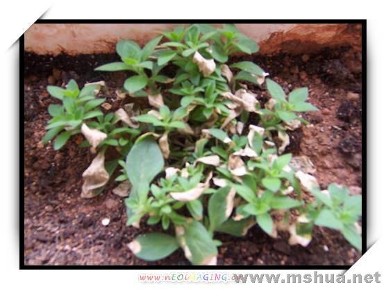 ��ñ�˪�����ˣ��Ѿ�����������ʼ����ѿ�ˣ�