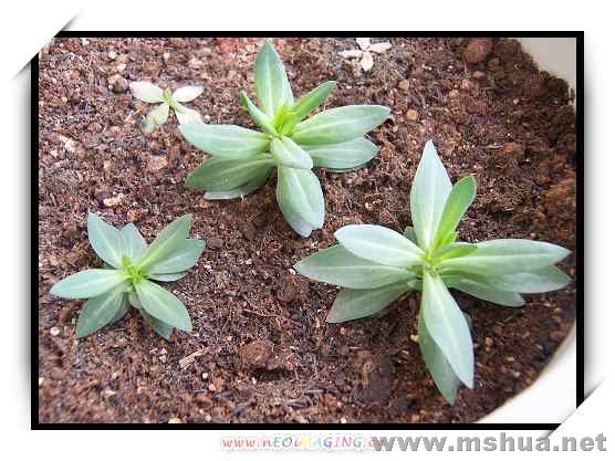 Ŀǰ������������Ʒ��