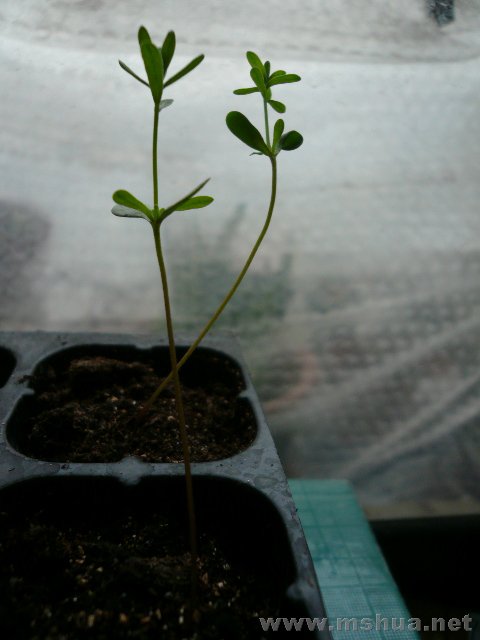 ����С�Ӳȸ���