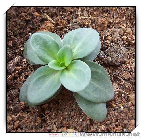 Ŀǰ���������л�Ʒ��