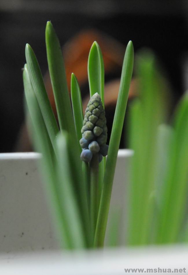 ������С lpt0223-8.jpg