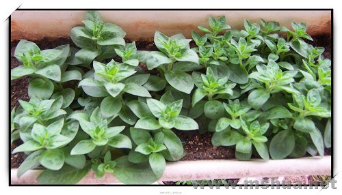 ţţ�����ĵ����������ˣ����û�������ɣ�